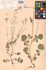 Raphanus sativus L., Eastern Europe, Moscow region (E4a) (Russia)