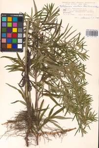 Artemisia umbrosa Turcz. ex DC., Eastern Europe, Moscow region (E4a) (Russia)