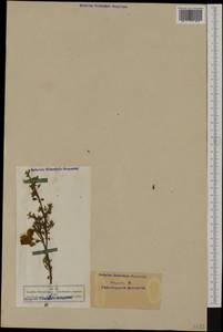 Cytisus scoparius (L.)Link, Western Europe (EUR) (Germany)