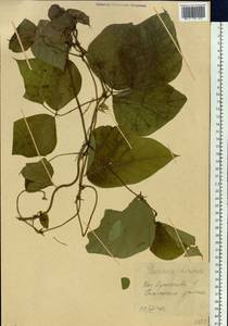 Pueraria montana var. lobata (Willd.)Sanjappa & Pradeep, Siberia, Russian Far East (S6) (Russia)