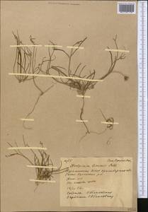 Koelpinia linearis Pall., Middle Asia, Karakum (M6) (Turkmenistan)