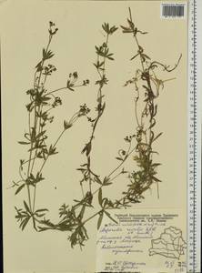Galium rivale (Sibth. & Sm.) Griseb., Eastern Europe, Belarus (E3a) (Belarus)