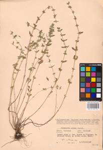 MHA 0 156 541, Clinopodium acinos (L.) Kuntze, Eastern Europe, Central region (E4) (Russia)