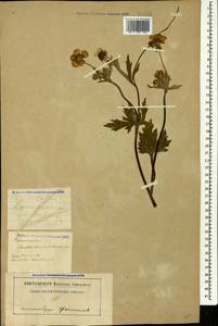 Ranunculus constantinopolitanus, Caucasus, Abkhazia (K4a) (Abkhazia)