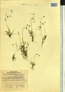 Luzula arcuata subsp. unalaschkensis (Buch.) Hultén, Siberia, Chukotka & Kamchatka (S7) (Russia)