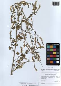 KUZ 001 019, Melilotus officinalis (L.)Pall., Siberia, Altai & Sayany Mountains (S2) (Russia)