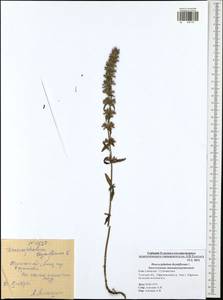 Dracocephalum thymiflorum L., Eastern Europe, Central region (E4) (Russia)