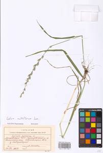 Lolium multiflorum Lam., Eastern Europe, Moscow region (E4a) (Russia)