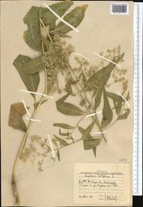 Lepidium latifolium L., Middle Asia, Western Tian Shan & Karatau (M3) (Uzbekistan)