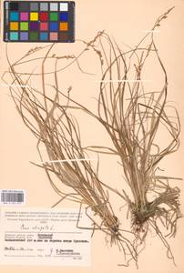 Carex elongata L., Eastern Europe, Western region (E3) (Russia)