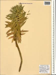 Euphorbia rigida M.Bieb., Caucasus, Black Sea Shore (from Novorossiysk to Adler) (K3) (Russia)