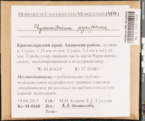 Physcomitrium pyriforme (Hedw.) Brid., Bryophytes, Bryophytes - North Caucasus & Ciscaucasia (B12) (Russia)