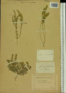 Alyssum turkestanicum Regel & Schmalh. ex Regel, Eastern Europe, Lower Volga region (E9) (Russia)