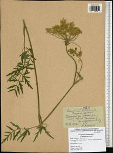 Silphiodaucus prutenicus subsp. prutenicus, Eastern Europe, Central region (E4) (Russia)