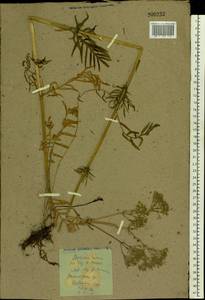 Valeriana rossica P. A. Smirn., Eastern Europe, Central forest-and-steppe region (E6) (Russia)