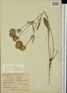 Anthyllis vulneraria subsp. polyphylla (DC.)Nyman, p.p., Eastern Europe, Central forest-and-steppe region (E6) (Russia)