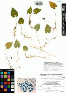 Maianthemum bifolium (L.) F.W.Schmidt, Siberia, Baikal & Transbaikal region (S4) (Russia)