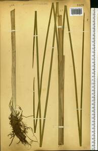 Typha angustifolia L., Eastern Europe, Central forest-and-steppe region (E6) (Russia)