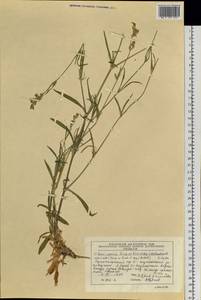 Silene aprica Turcz. ex Fisch. & C. A. Mey., Siberia, Altai & Sayany Mountains (S2) (Russia)