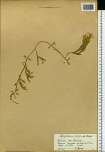 Spinulum annotinum subsp. dubium (Zoëga) J.H.Xue, Chepinoga & K.P.Ma, Eastern Europe, Northern region (E1) (Russia)