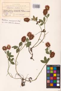 Trifolium ambiguum M.Bieb., Eastern Europe, South Ukrainian region (E12) (Ukraine)