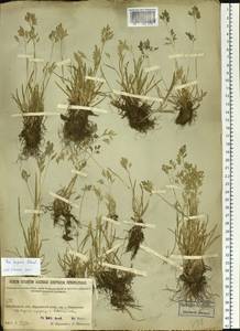 Poa supina Schrad., Siberia, Baikal & Transbaikal region (S4) (Russia)