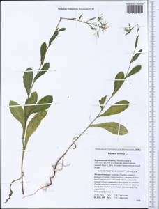 Lactuca serriola L., Eastern Europe, Central forest-and-steppe region (E6) (Russia)