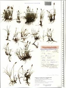 Carex pseudofoetida subsp. acrifolia (V.I.Krecz.) Kukkonen, Caucasus, Stavropol Krai, Karachay-Cherkessia & Kabardino-Balkaria (K1b) (Russia)