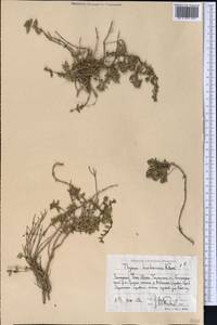 Thymus seravschanicus Klokov, Middle Asia, Western Tian Shan & Karatau (M3) (Uzbekistan)