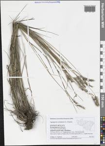 Agropyron cristatum (L.) Gaertn., Eastern Europe, Central region (E4) (Russia)