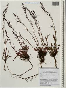 Rumex acetosella L., Eastern Europe, Northern region (E1) (Russia)