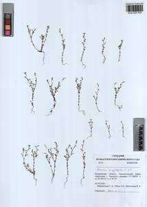 Arenaria serpyllifolia L., Siberia, Altai & Sayany Mountains (S2) (Russia)