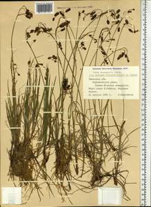 Carex magellanica subsp. irrigua (Wahlenb.) Hiitonen, Siberia, Western Siberia (S1) (Russia)