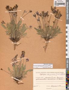 Oxytropis darpirensis Jurtzev & A.P.Khokhr., Siberia, Yakutia (S5) (Russia)