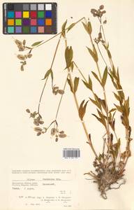 Silene vulgaris (Moench) Garcke, Siberia, Chukotka & Kamchatka (S7) (Russia)