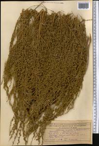 Artemisia tomentella Trautv., Middle Asia, Caspian Ustyurt & Northern Aralia (M8) (Kazakhstan)