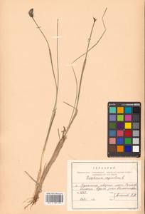 Eriophorum vaginatum L., Siberia, Russian Far East (S6) (Russia)