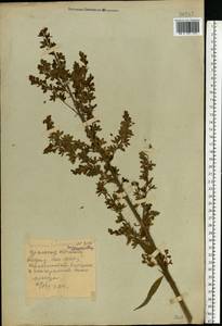 Veratrum lobelianum Bernh., Eastern Europe, Eastern region (E10) (Russia)
