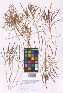Salicornia perennans Willd., Eastern Europe, Eastern region (E10) (Russia)