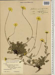 Archanthemis marschalliana subsp. sosnowskyana (Fed.) Lo Presti & Oberpr., Caucasus, North Ossetia, Ingushetia & Chechnya (K1c) (Russia)