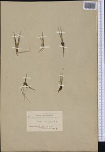 Isoetes echinospora Dur., America (AMER) (Greenland)