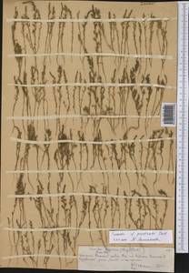 Suaeda prostrata Pall., Middle Asia, Northern & Central Tian Shan (M4) (Kazakhstan)