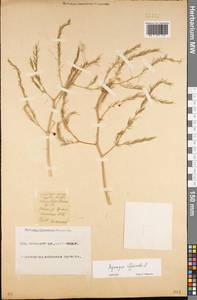 Asparagus officinalis L., Eastern Europe, Eastern region (E10) (Russia)