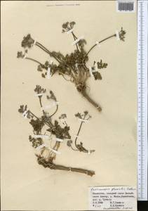 Pastinacopsis glacialis Golosk., Middle Asia, Northern & Central Tian Shan (M4) (Kazakhstan)