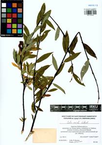 Salix rorida Lacksch., Siberia, Baikal & Transbaikal region (S4) (Russia)