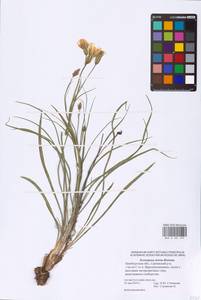 Pseudopodospermum tauricum (M. Bieb.) Vasjukov & Saksonov, Eastern Europe, Eastern region (E10) (Russia)
