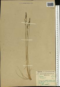 Festuca ovina L., Eastern Europe, Northern region (E1) (Russia)