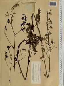 Delphinium laxiflorum DC., Siberia, Altai & Sayany Mountains (S2) (Russia)