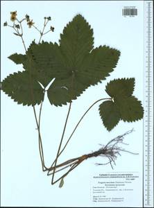 Fragaria moschata Duchesne, Eastern Europe, Central region (E4) (Russia)