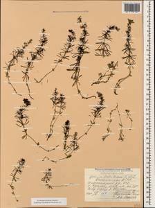 Galium fistulosum Sommier & Levier, Caucasus, Dagestan (K2) (Russia)